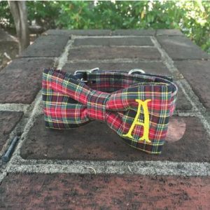 pet collar