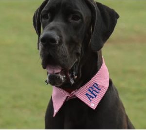 pet collar