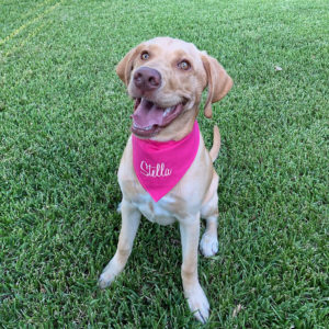 Personalized Pet Bandana